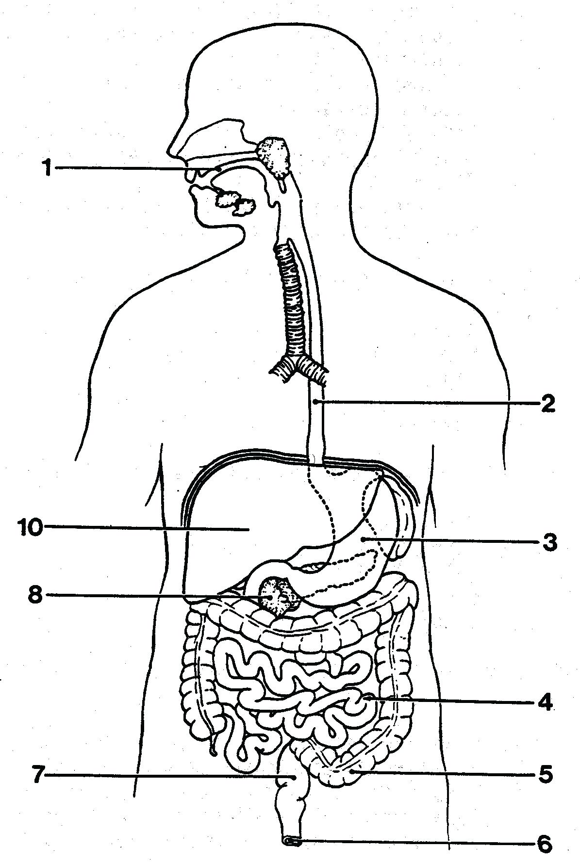 1195x1781 Diagram Simple Heart Diagram Outline Of Human Digestive System