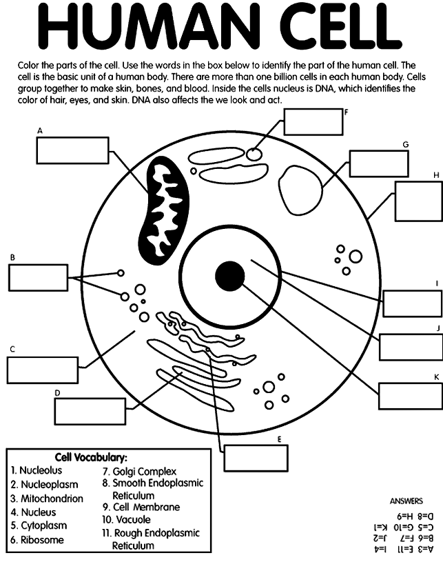643x815 Human Cell Coloring Page