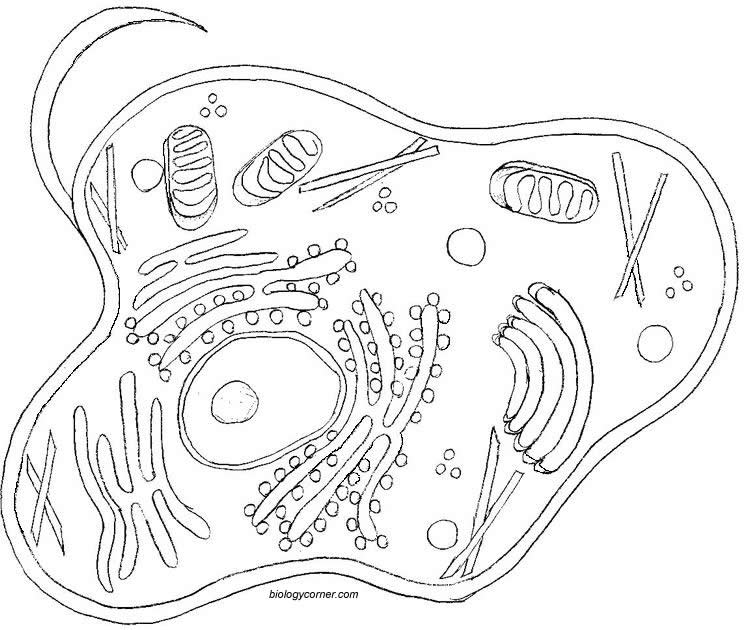 750x630 Animal Cell Coloring Pages 4 750x630 Classical Conversations