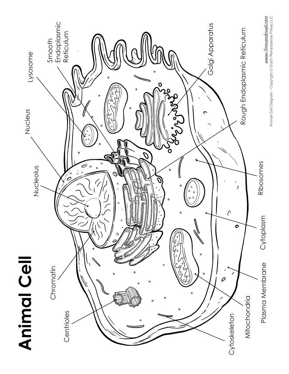 927x1200 Diagram Diagram Cell Labeled Animal