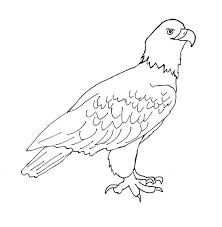222x227 12 Best Predator Birds Images On Eagle Drawing