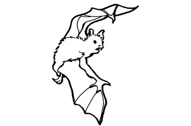 650x430 Bat Template