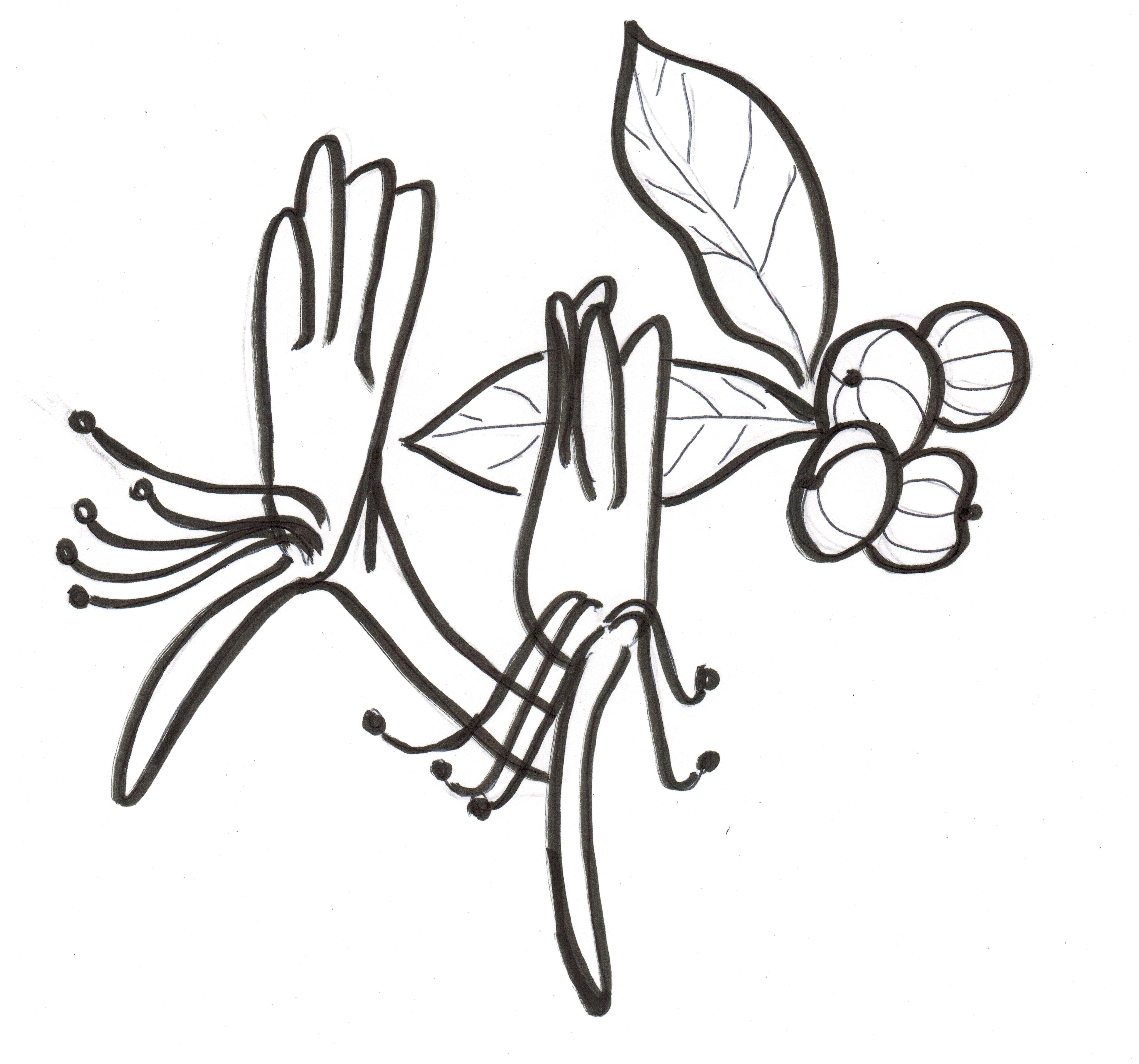 4868x4549 More) Simple Bee, Bird, And Flower Drawings Standingoutinmyfield