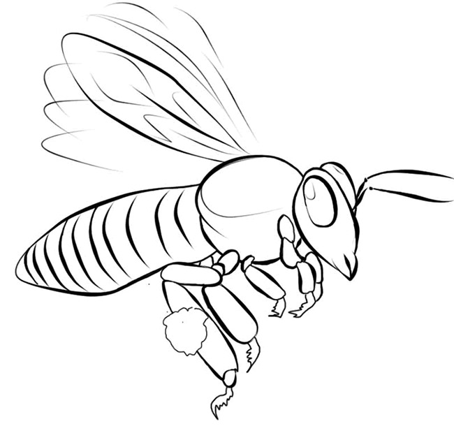 650x630 Bee Template
