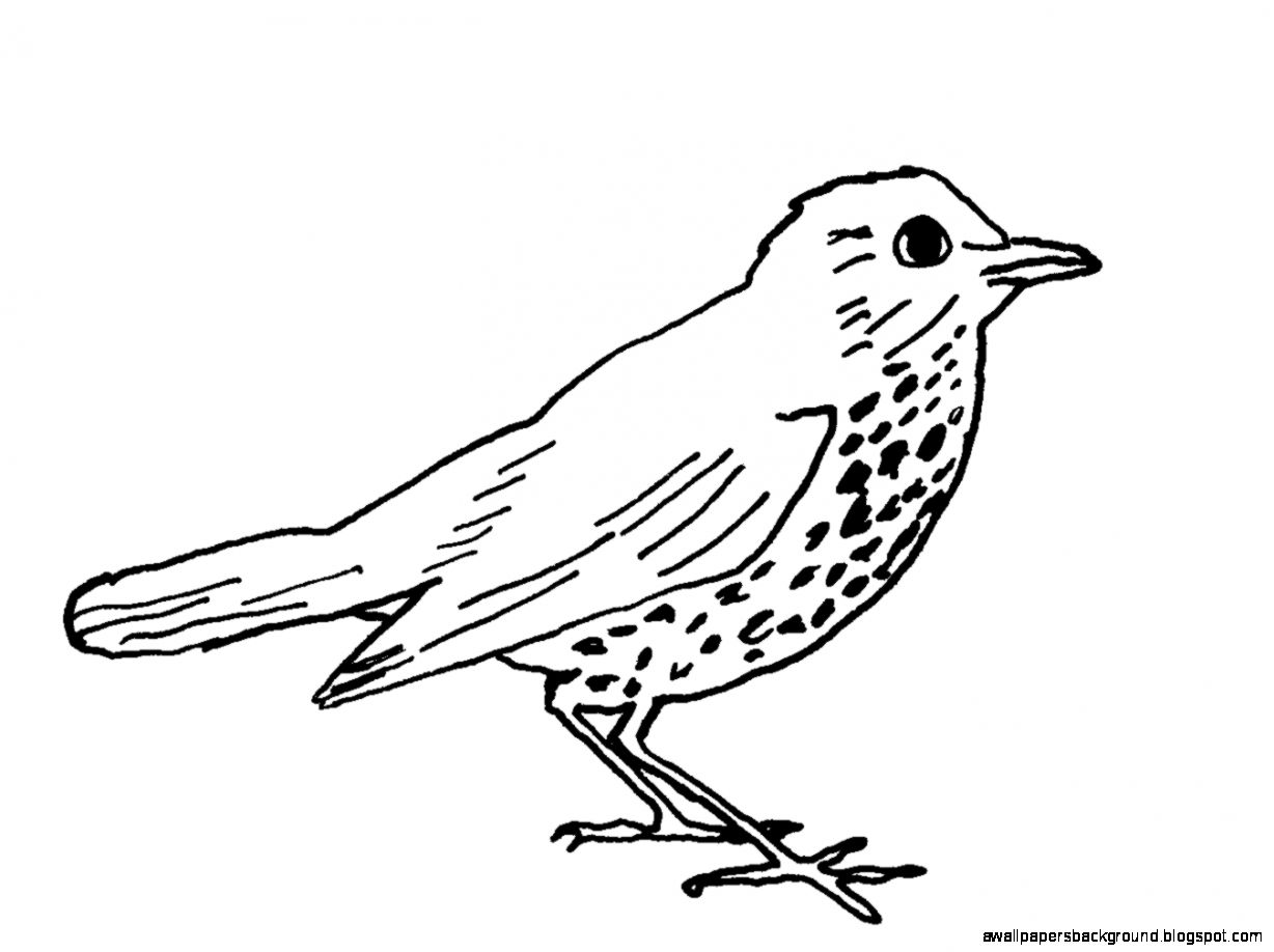 1228x918 Simple Bird Drawing Wallpapers Background