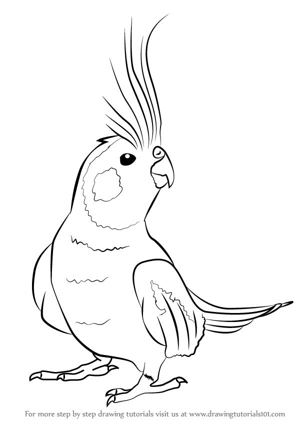 600x846 Learn How To Draw A Cockatiel (Birds) Step By Step Drawing Tutorials