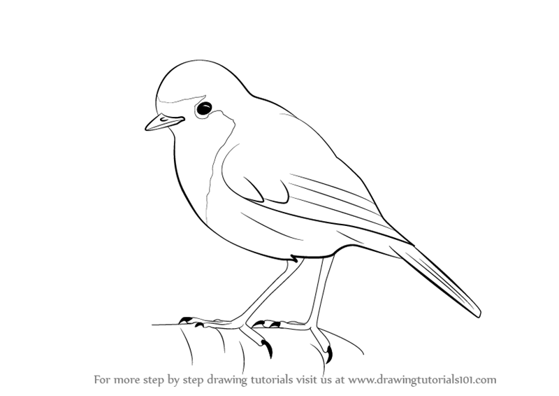 800x566 Learn How To Draw A Robin (Birds) Step By Step Drawing Tutorials
