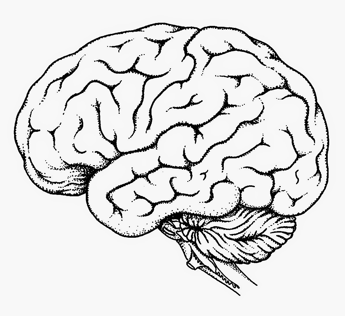 1198x1098 Diagram Of Brain Draw With Pencil Drawn Brain Basic
