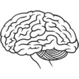 277x277 How Has The Human Brain Evolved