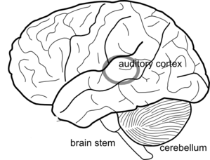 299x228 Simple Brain Diagram Clip Art