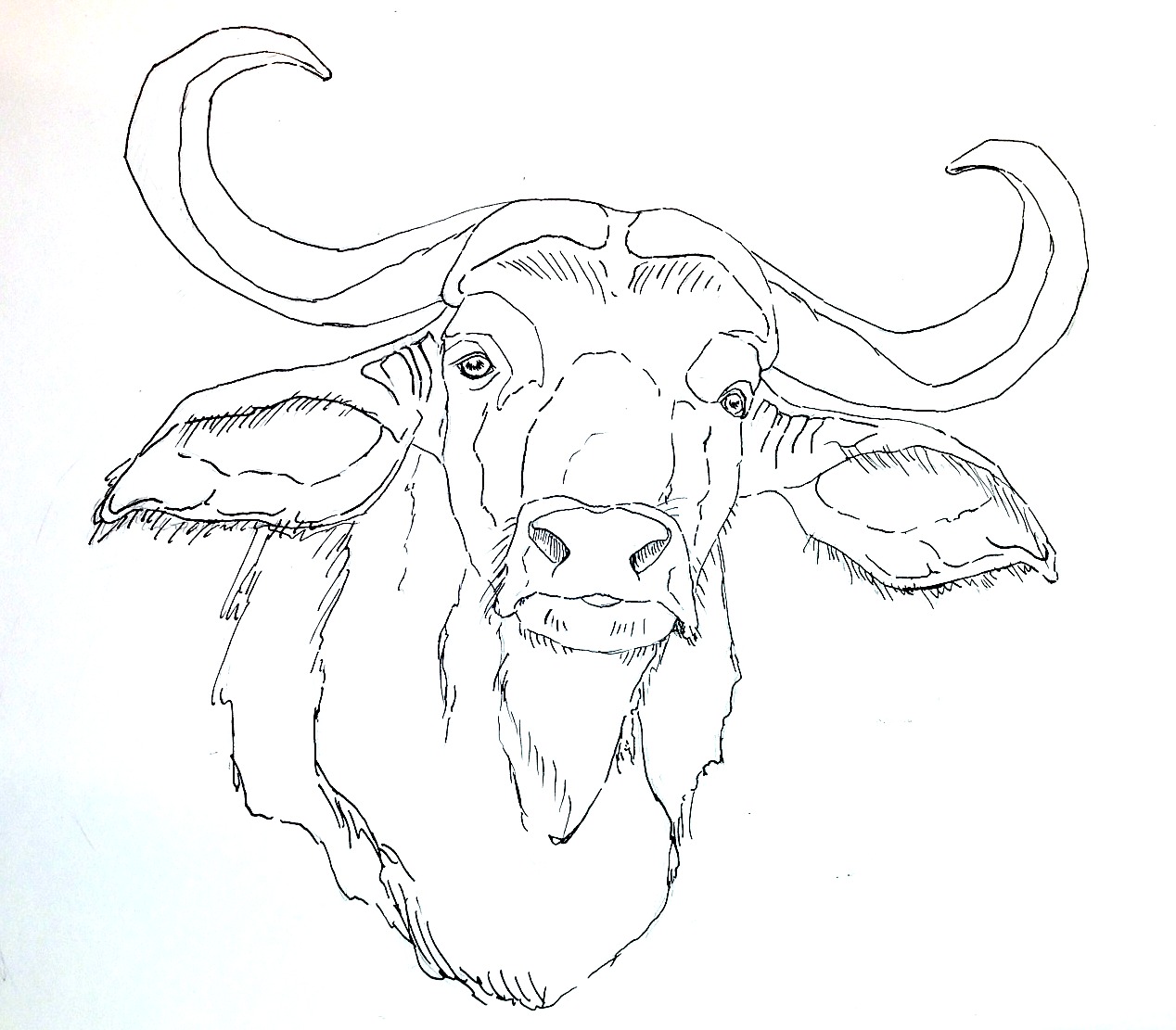 1268x1111 Coloring Pages Draw A Buffalo Water Buffalo Drawing Free And Bison