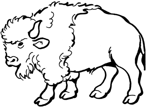480x351 Bison Coloring Page Free Printable Coloring Pages