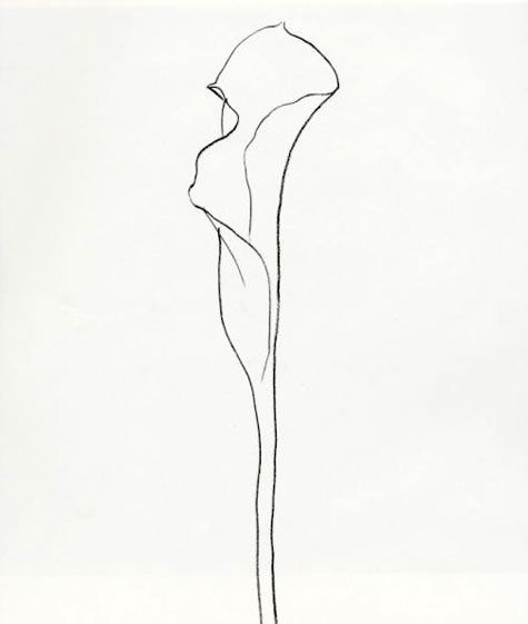 475x561 Drawn From Nature The Plant Lithographs Of Ellsworth Kelly