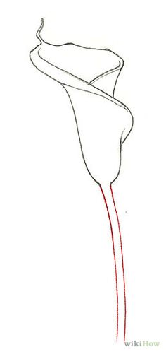 236x501 How To Draw Calla Lillies 5 Steps (With Pictures) Arts