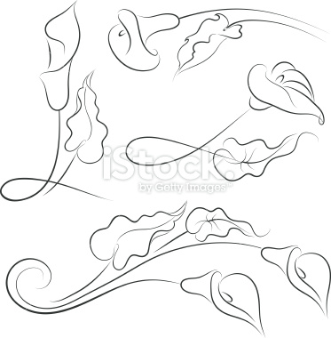 373x380 File Thumbview Approve.phpsize=1ampid=18862899 Calla Lilies