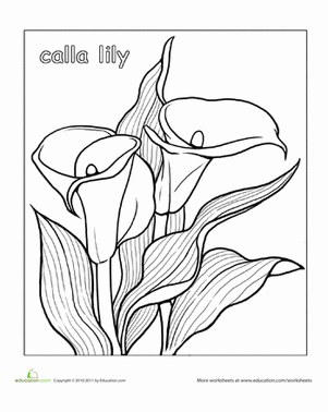 301x378 Calla Lily Coloring Page Calla Lilies And Patterns