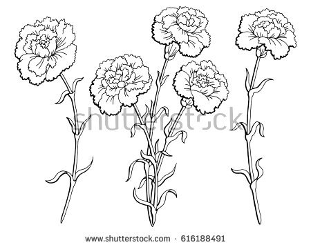 450x358 Carnation Flower Graphic Black White Isolated Sketch Illustration