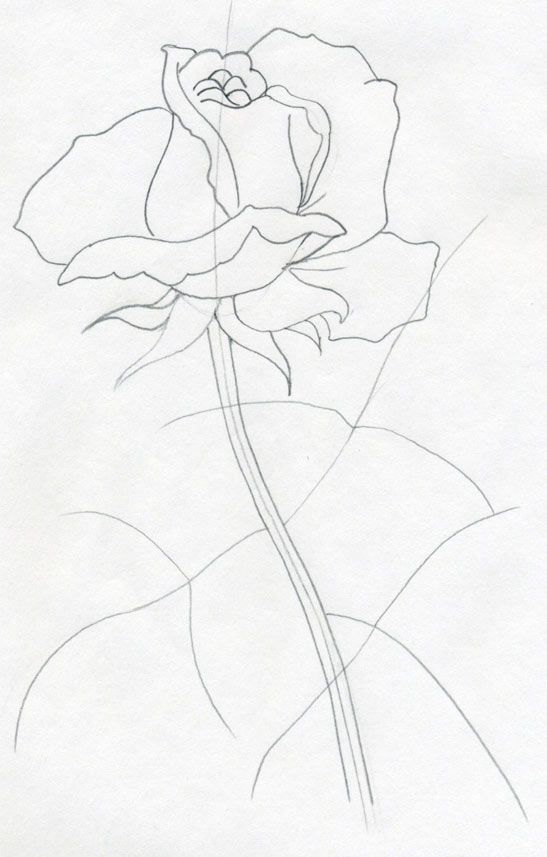 547x857 Very Simple How To Draw A Rose Step By Step Tutorial