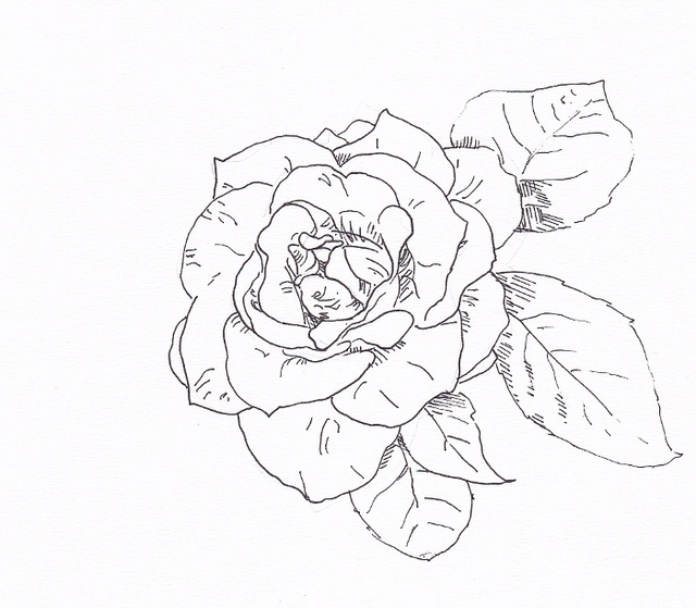 640x559 Flower Sketch Fine Line