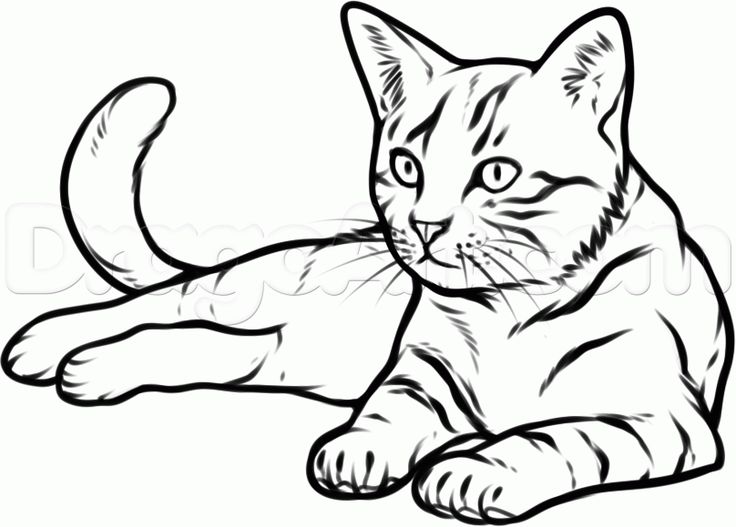 736x527 Cat Drawing Images