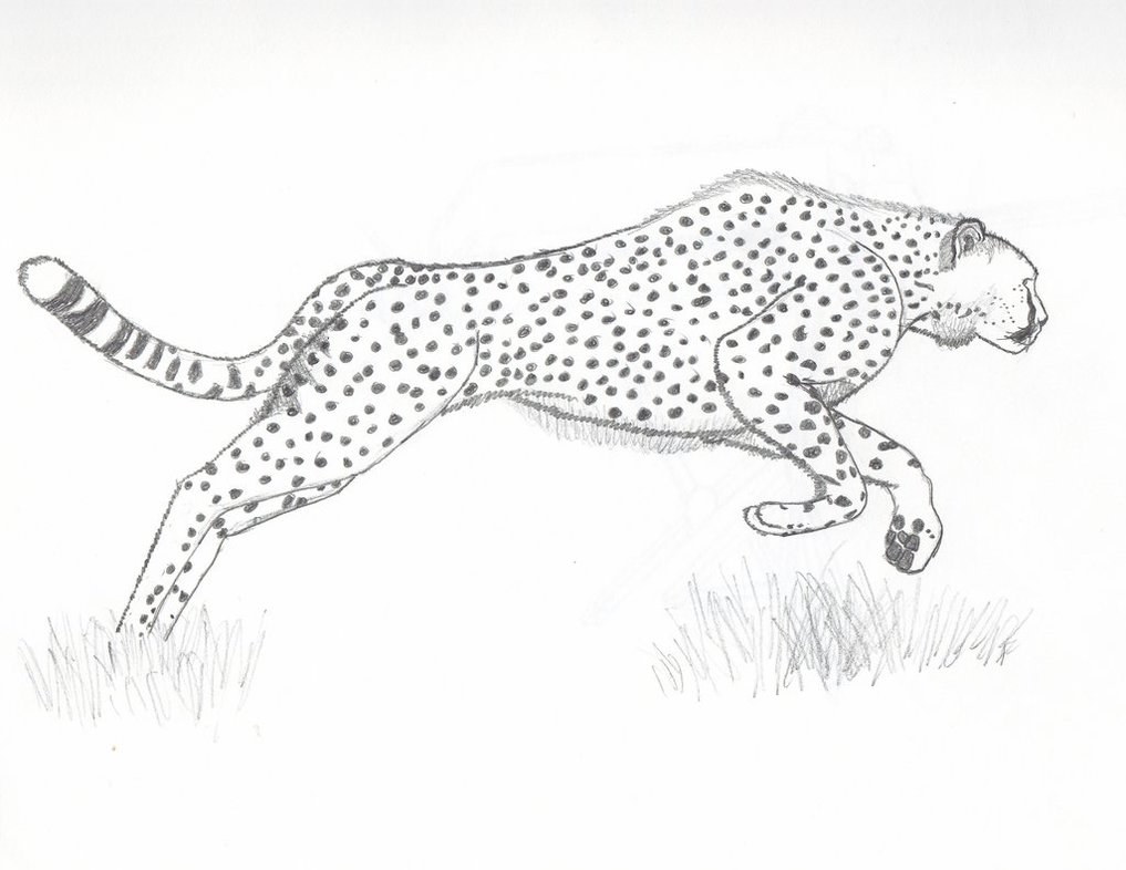 1017x786 Cheetah By Flavivsaetivs