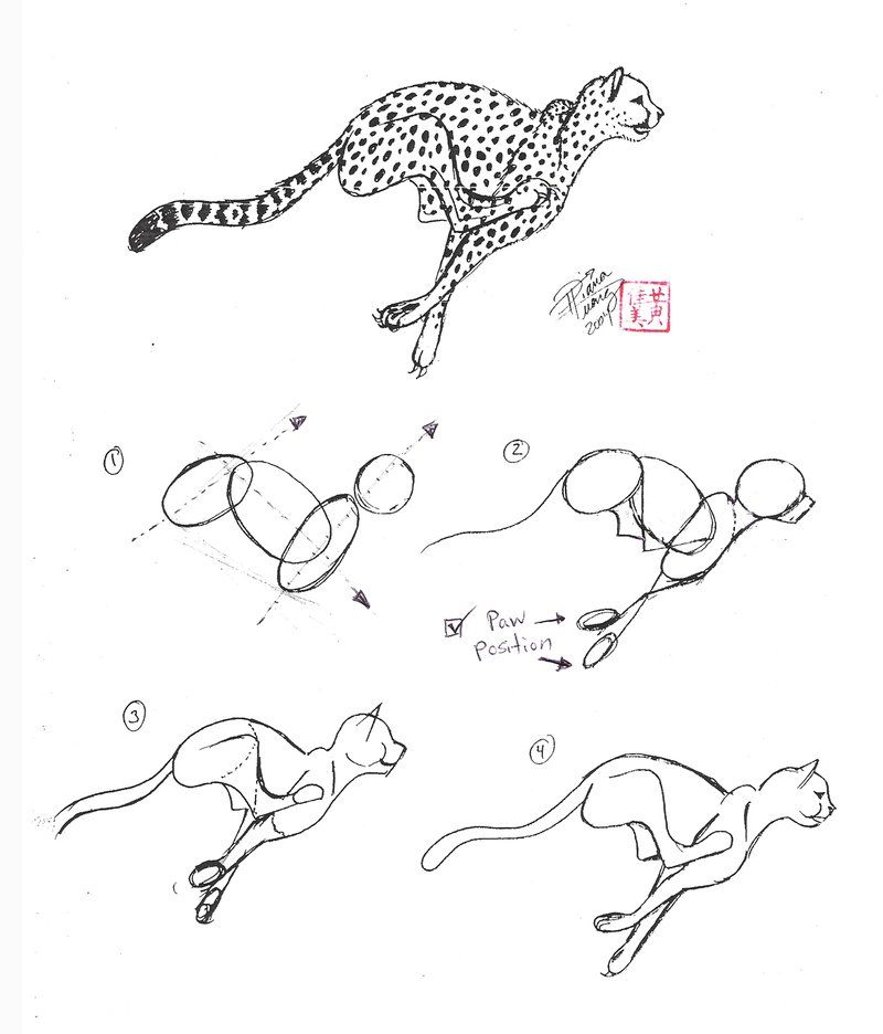 800x936 How To Draw A Cheetah By Diana Huang On How To Draw