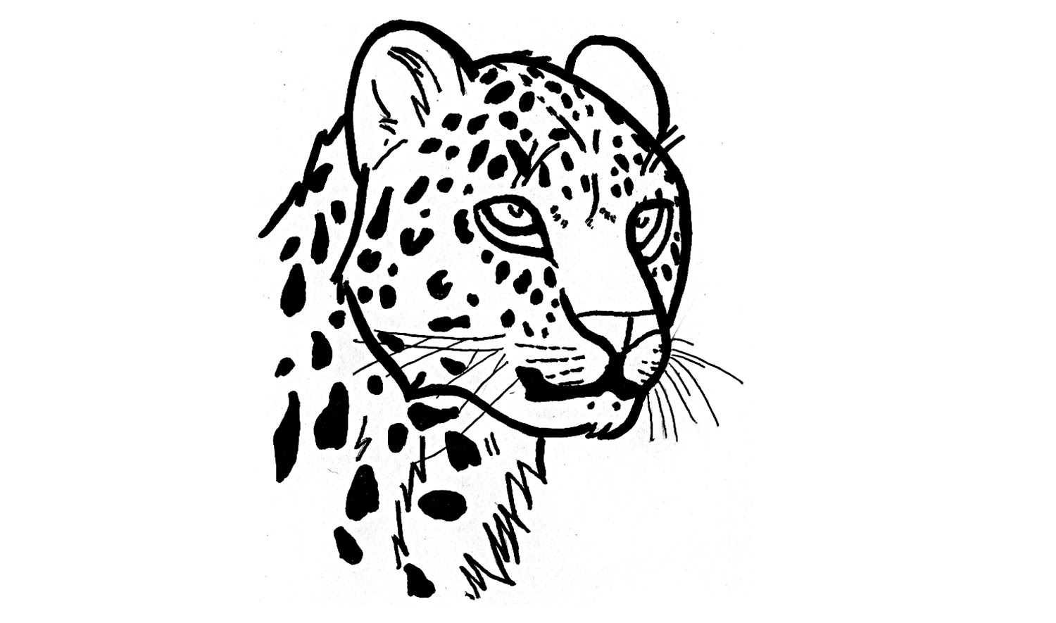 1500x885 How To Draw A Jaguar (Animals)