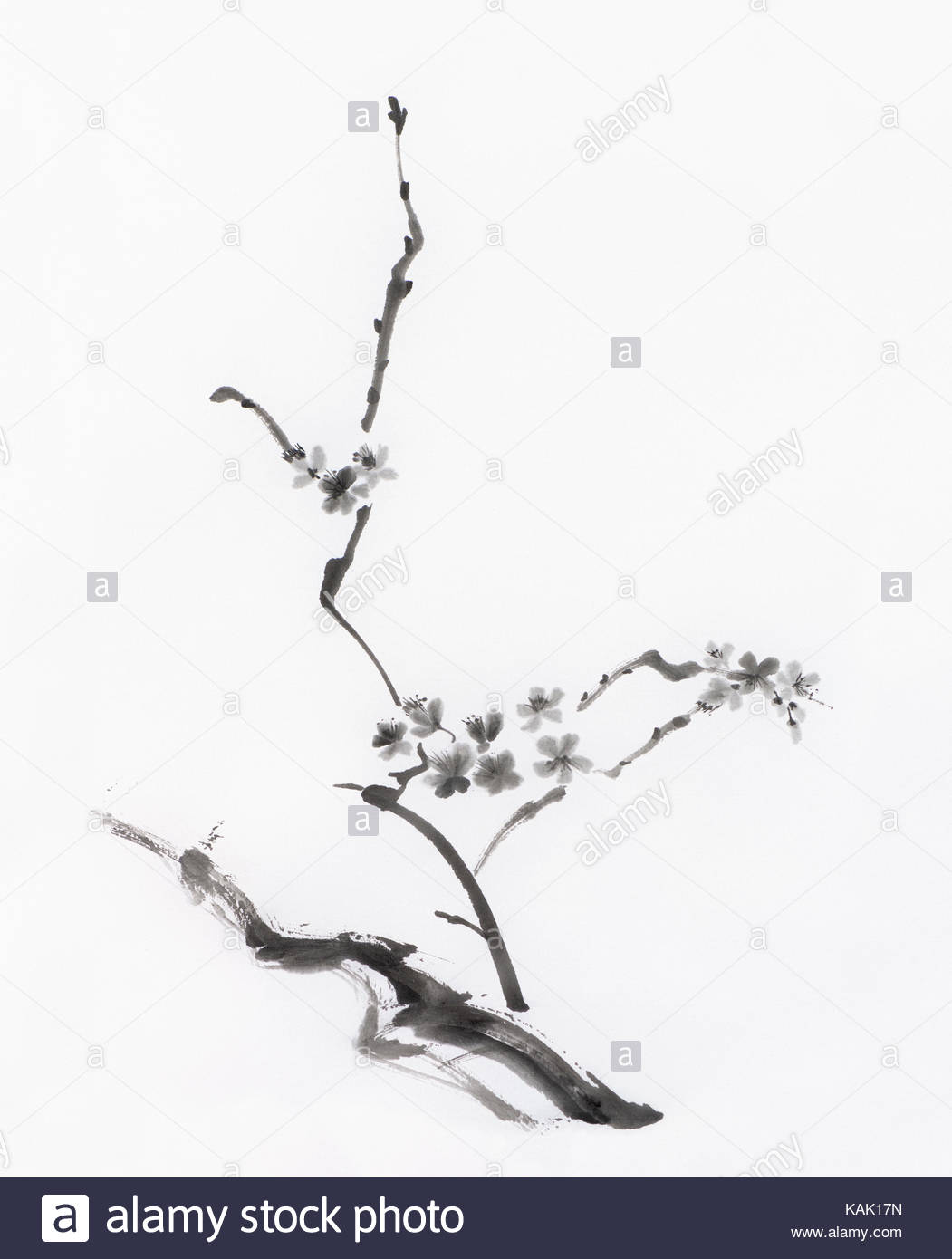 1051x1390 Japanese Painting Cherry Blossom Stock Photos Amp Japanese Painting