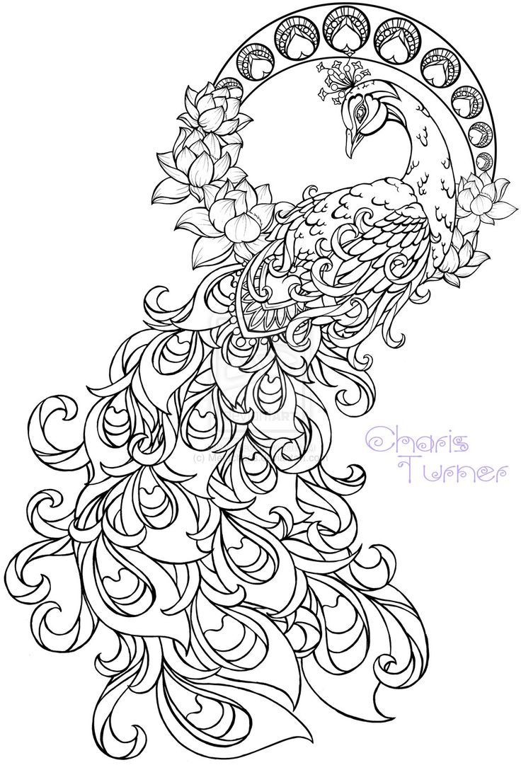736x1081 Realistic Peacock Coloring Pages Free Coloring Page Printable