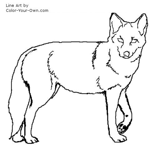 500x500 Coyote Coloring Pictures Wiley Coyote Coloring Pages