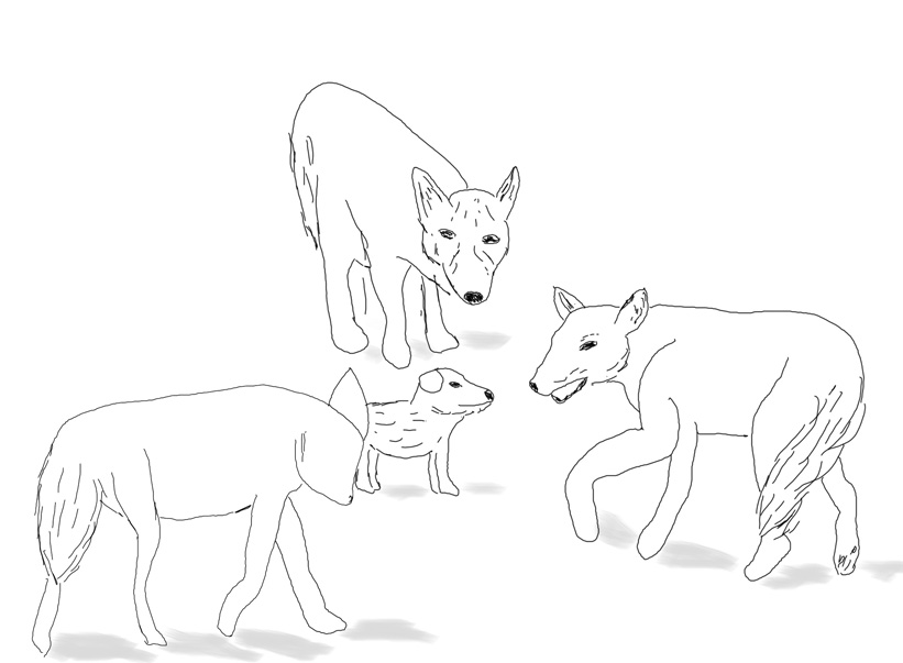 821x603 Coyote Attack Bongodogblog