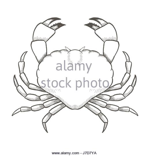 520x540 Crab Sea Animal Icon Outline Stock Photos Amp Crab Sea Animal Icon