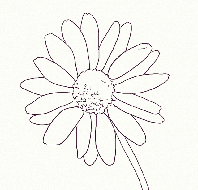 640x614 How To Draw A Realistic Daisy Daisy Drawing, Drawings