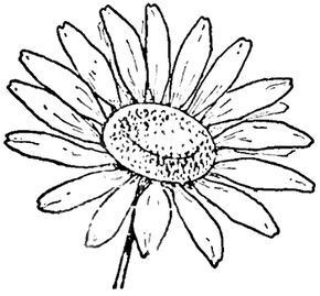 290x269 Step Finished Daisies Drawing The Daisy How To Draw Daisies