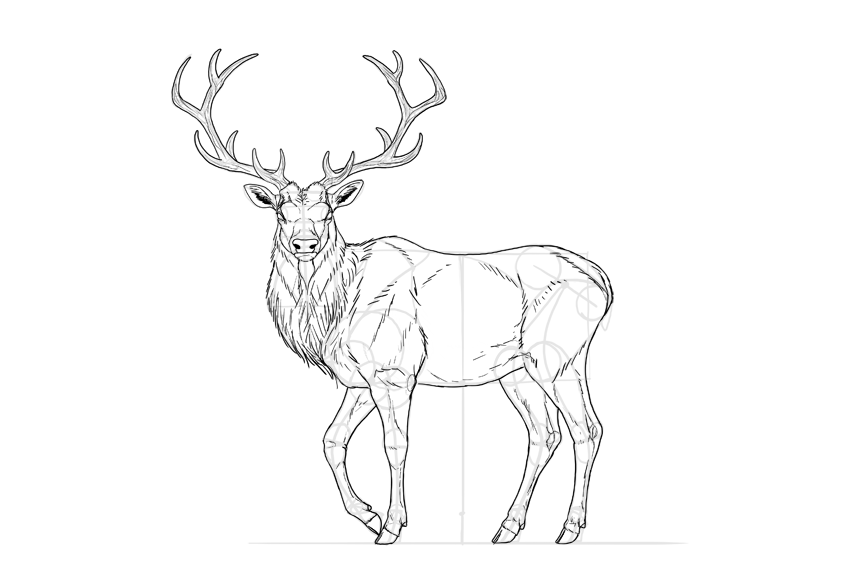 850x566 How To Draw A Deer Step By Step