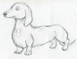 250x193 Dog Sketches For Inspiration