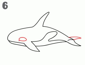 Simple Dolphin Drawing