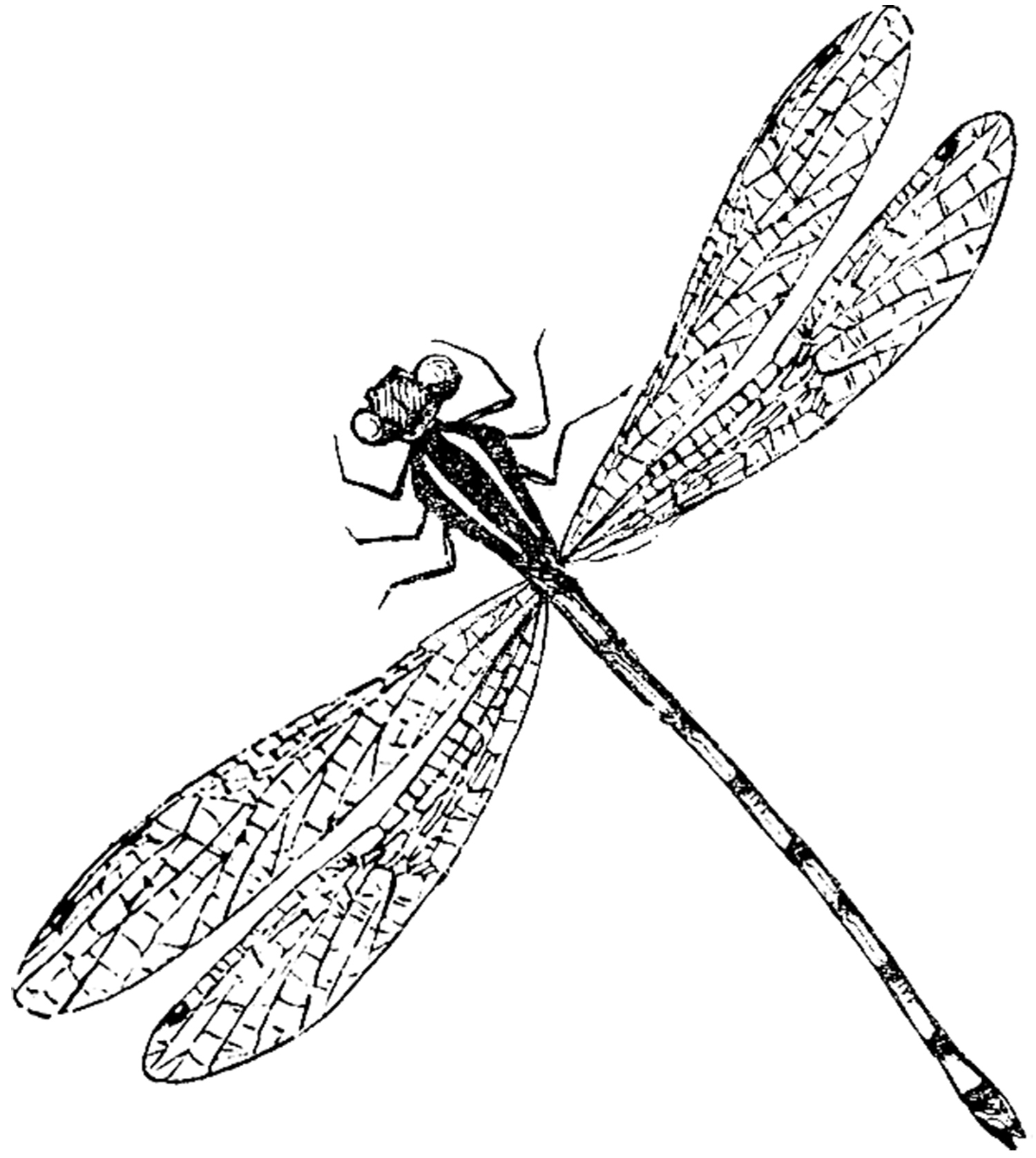 1500x1677 Drawing Of A Dragonfly How To Draw A Simple Yet Beautiful