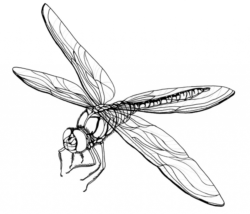 1024x880 How To Draw A Dragonfly How To Draw Dragonfly In Simple Lines