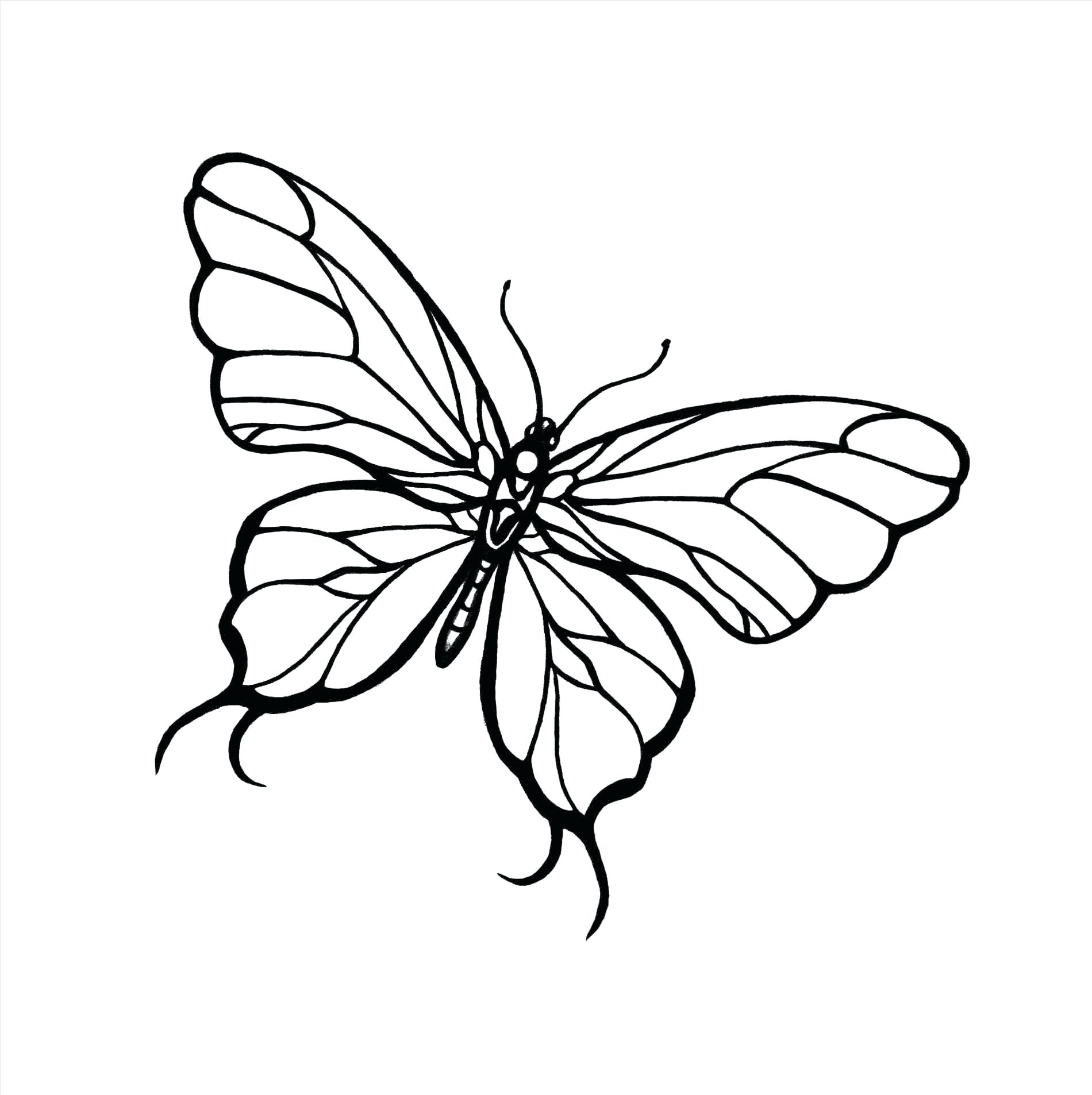 1900x1906 Decoration Cool Designs Drawings Butterfly To Draw Henna Simple