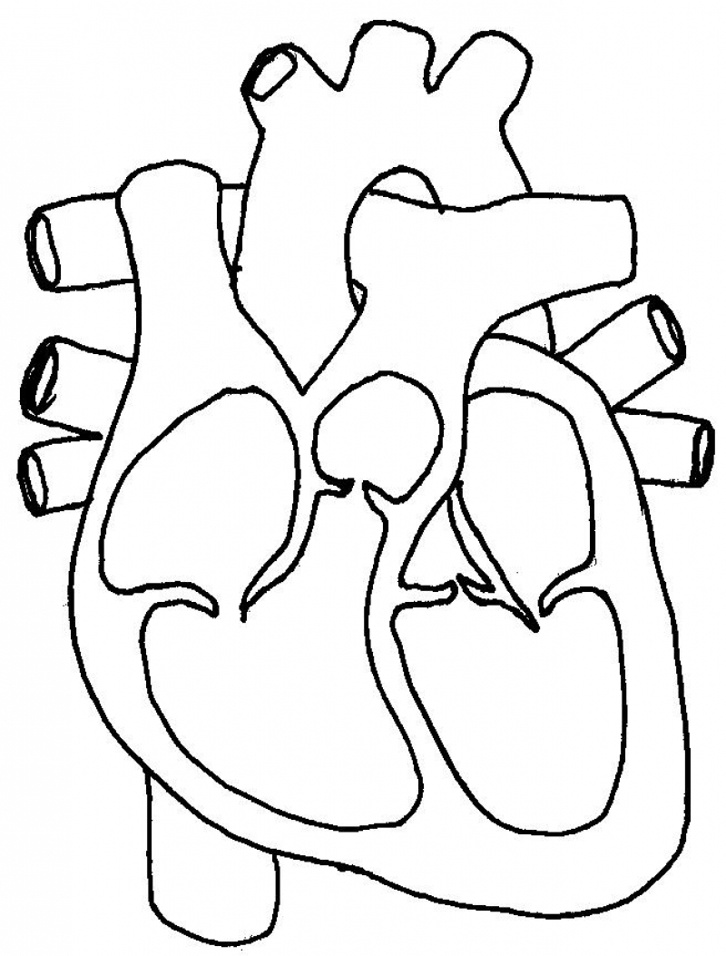 800x1053 Simple Heart Diagram With Label Line Draw Simple Heart Diagram