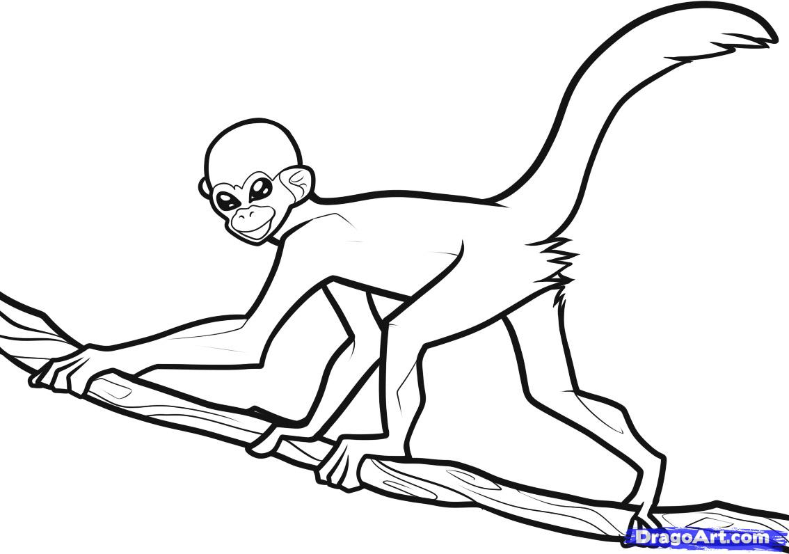 1134x796 How To Draw A Spider Monkey Step By Step Simple Drawing Of Monkey