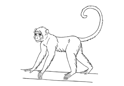 400x277 How To Draw A Monkey Step By Step