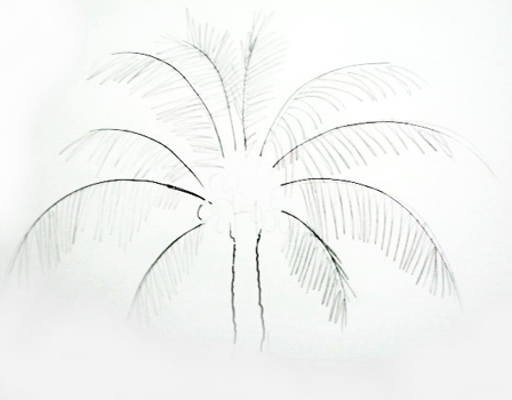 512x400 How To Draw A Coconut Palm Tree
