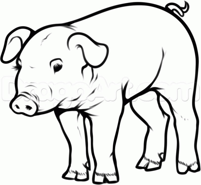 813x751 How To Draw A Pot Belly Pig Step 10 Animal Reference