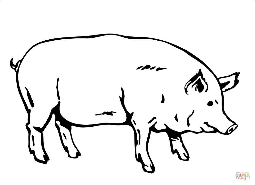 1045x761 Fat Pig Coloring Page Free Printable Coloring Pages