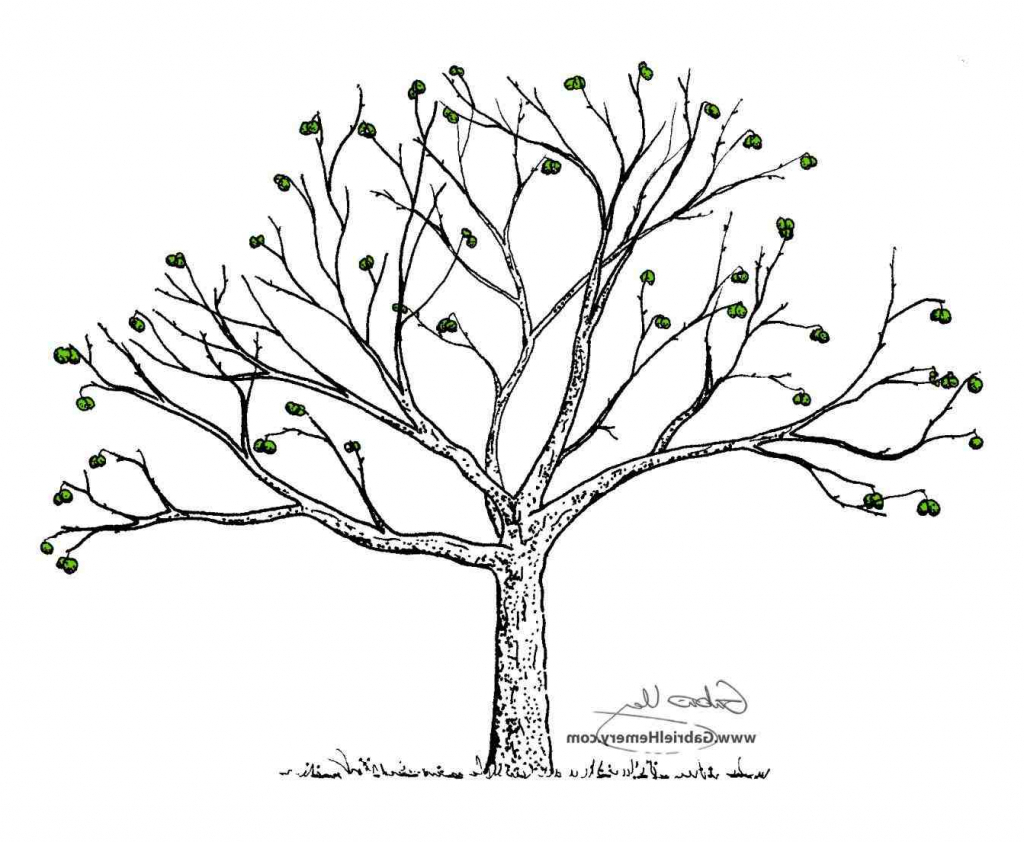 1024x842 Simple Drawing Of A Tree Simple Oak Tree Drawing Ngorongclub