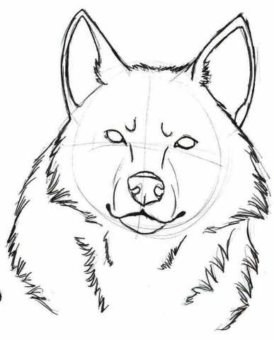 387x480 Looking Tiny Drawing Wolf Face Sketches As Well As Wolf Face