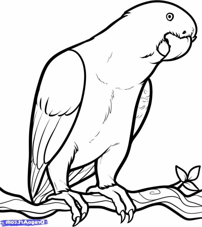 687x773 Coloring Pages Gorgeous Parrot Drawing Text Tattoo Birds