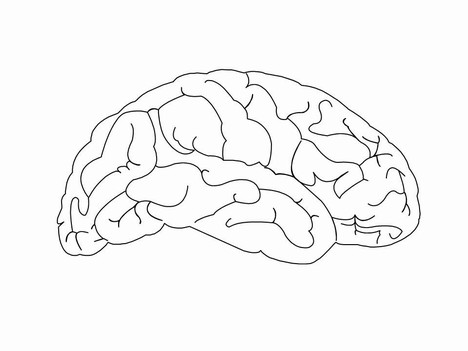 468x351 Brain Outline